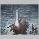 Fastnet, Mixed Media, Bobby Cullimore 2006